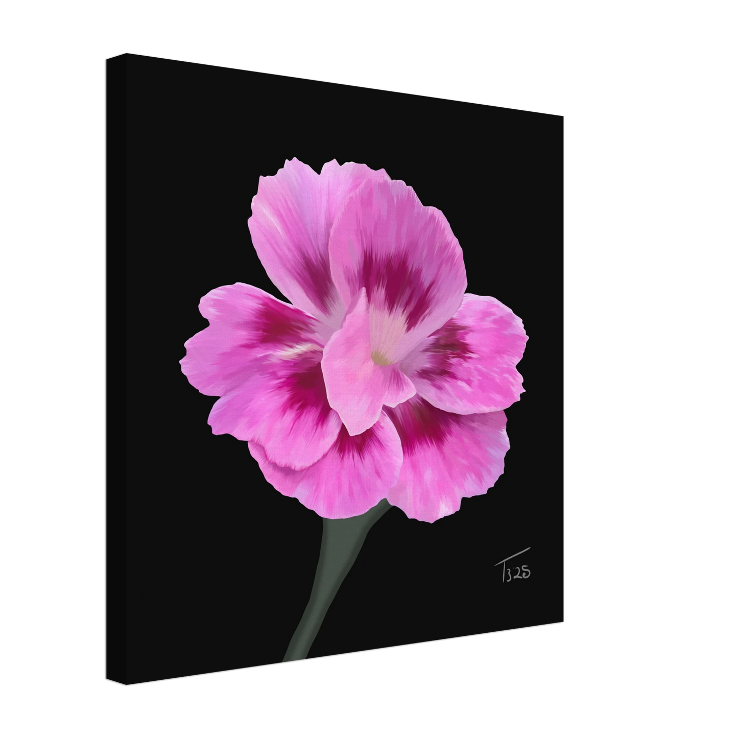 b-2025-bot-dianthus-oscar-purple-star