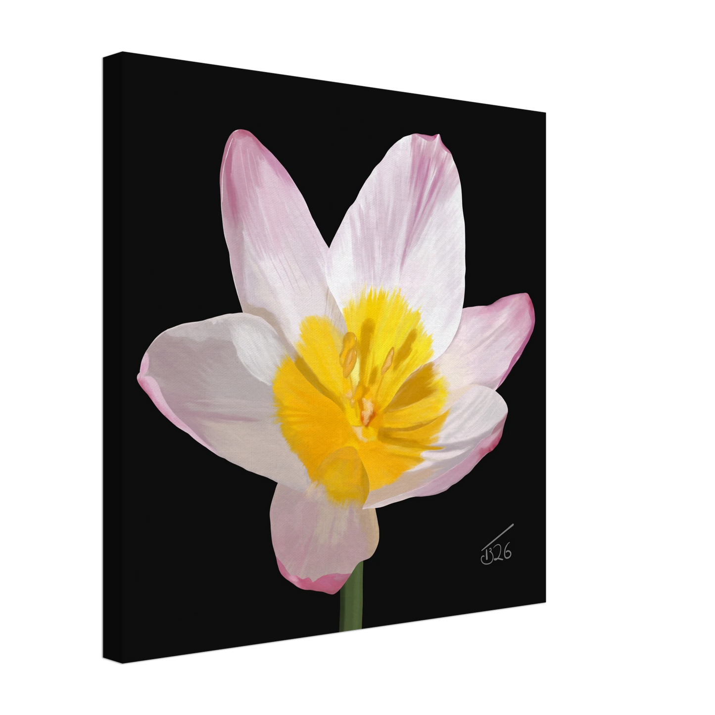 b-2026-bot-tulip-lilac-wonder-tulipa-saxatilis
