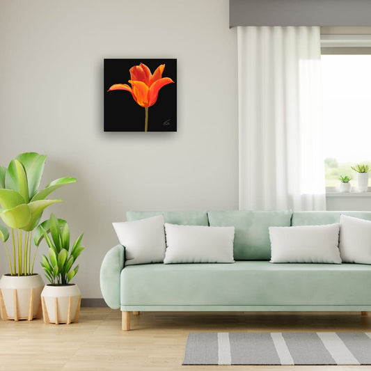 Ballerina Orange Lily-Flowered Tulip - Premium Square Canvas Art (50 x 50 cm)