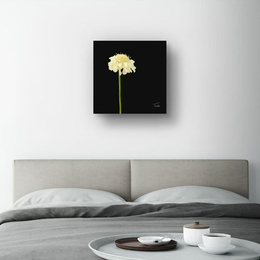 Creamy Yellow Scabious - Premium Square Canvas Art (50 x 50 cm)