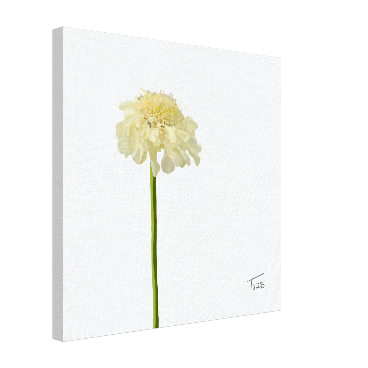 w-2025-bot-scabious- yellow
