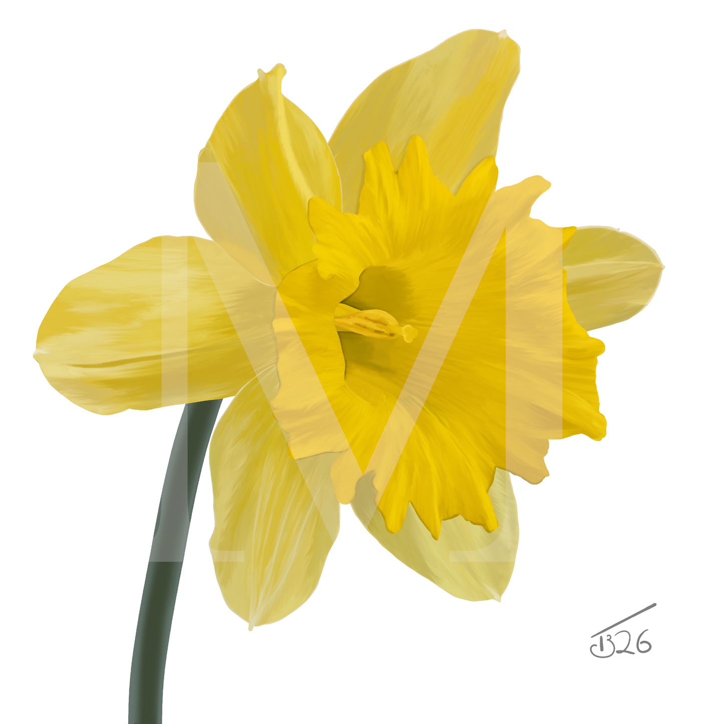 King Alfred Daffodil - Premium Square Canvas Art (50 x 50 cm)