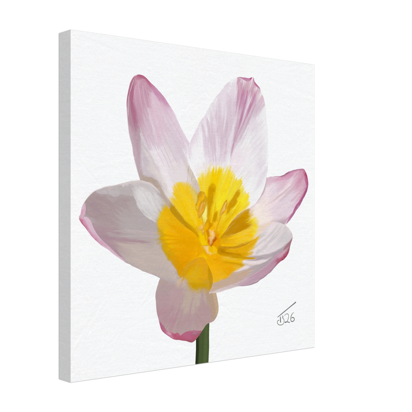 w-2026-bot-tulip-lilac-wonder-tulipa-saxatilis