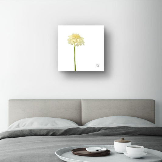 Creamy Yellow Scabious - Premium Square Canvas Art (50 x 50 cm)