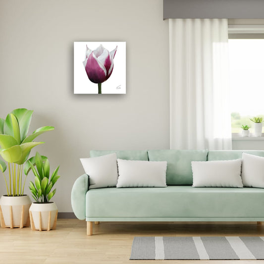 Spitsbergen Tulip Botanical Art - Premium Square Canvas Art (50 x 50 cm)