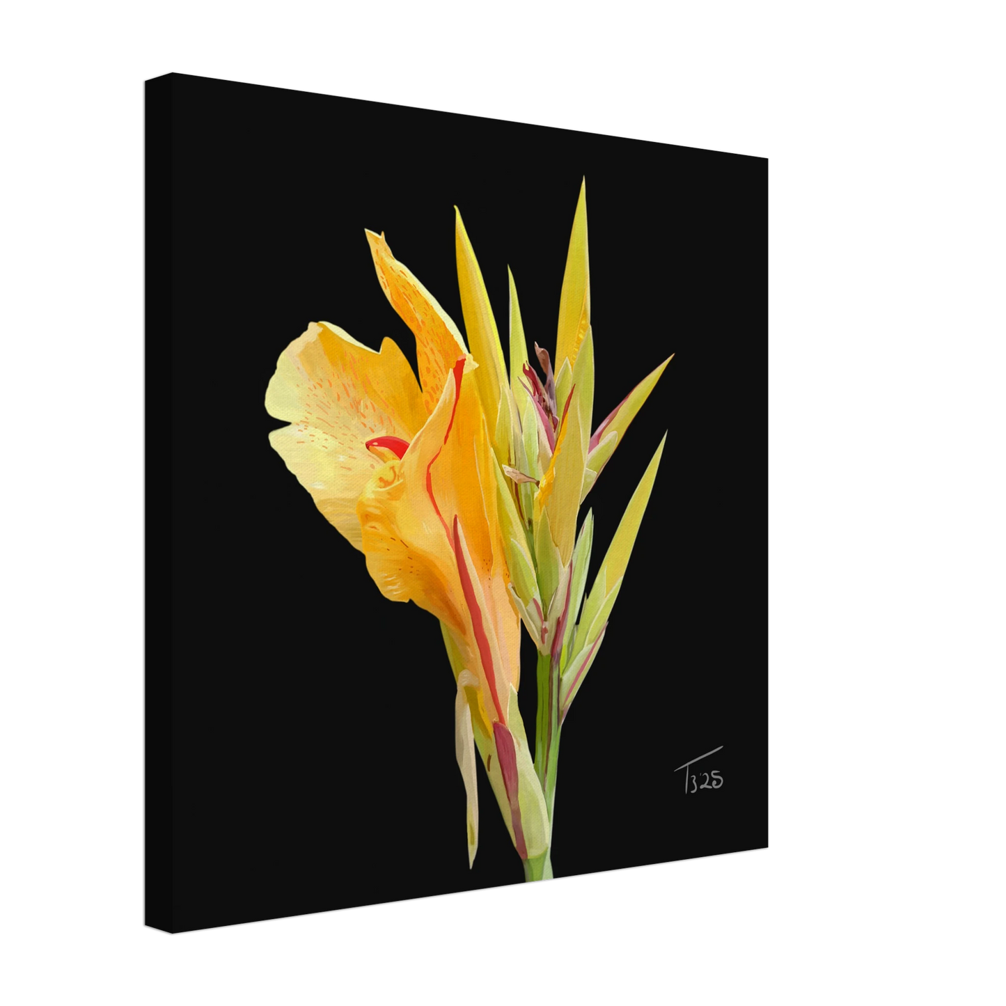 b-2025-bot-canna-yellow-king-humbert
