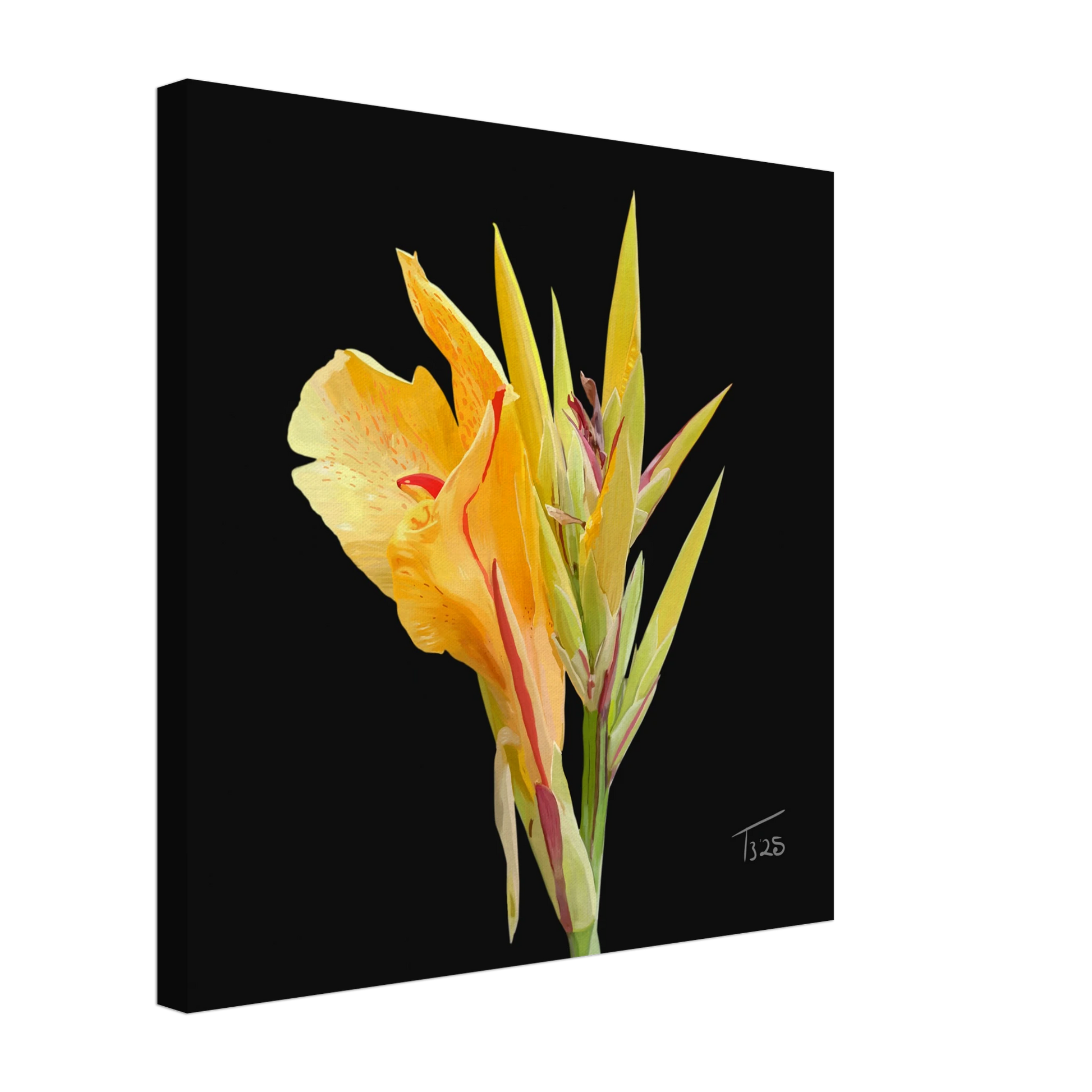 b-2025-bot-canna-yellow-king-humbert