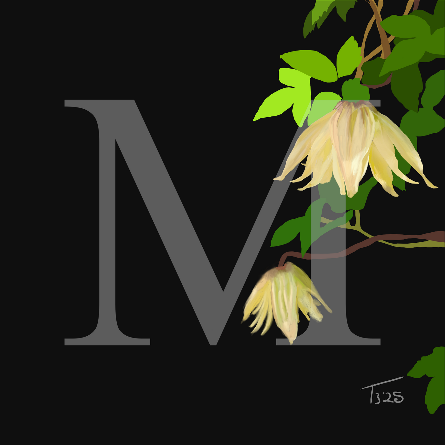 Golden Clematis Tangutica Botanical Canvas Print – White & Noir Editions (50 x 50 cm)