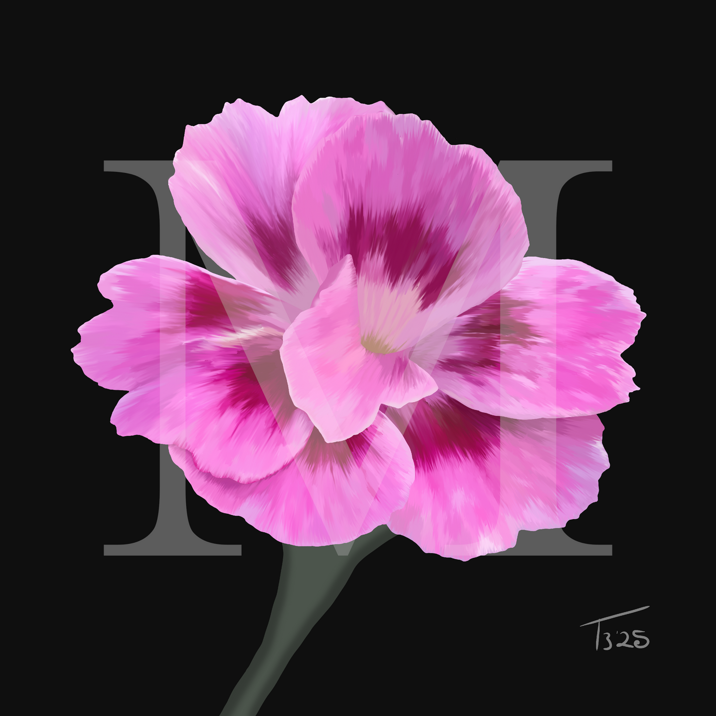 Dianthus Oscar Purple Star - Premium Square Canvas Art (50 x 50 cm)
