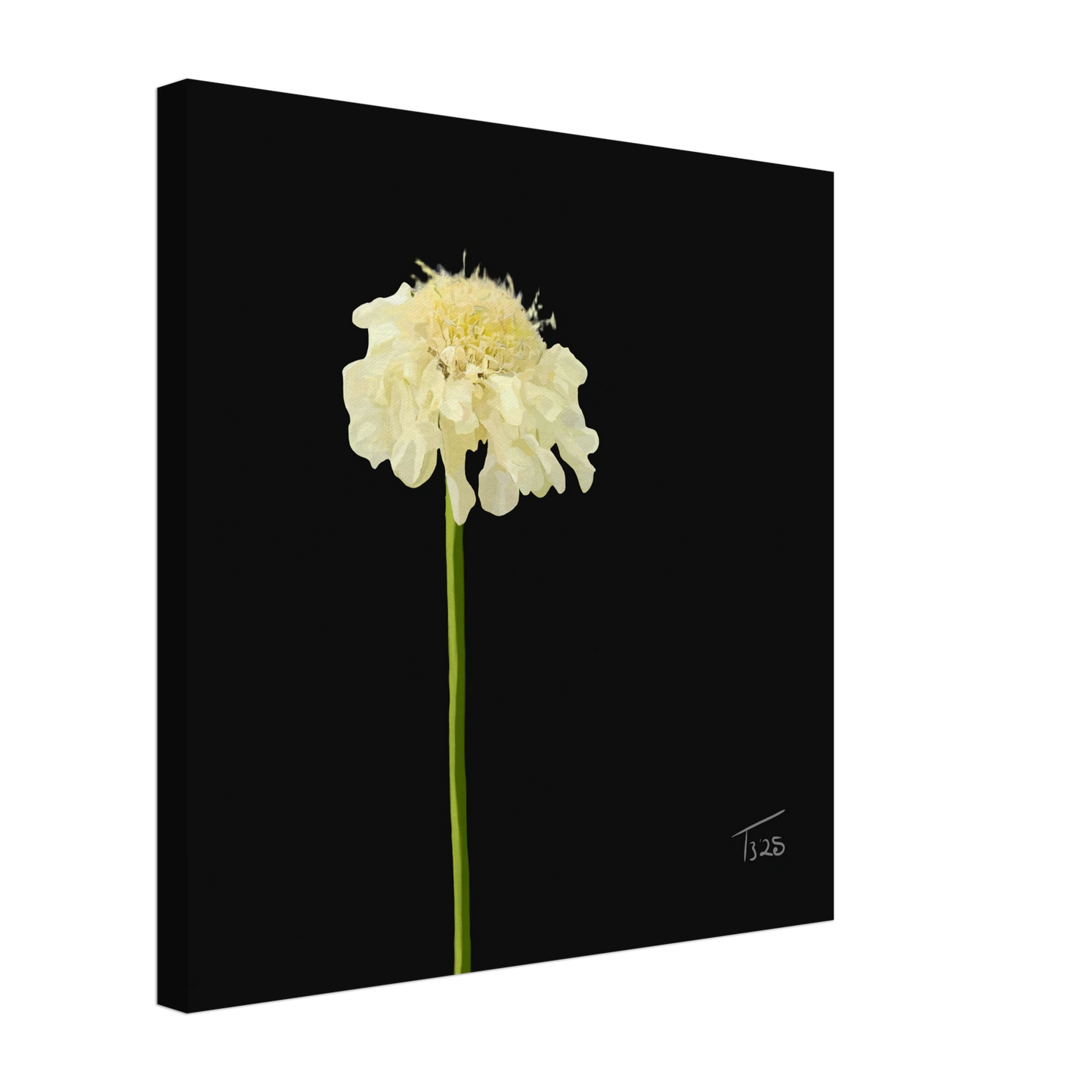 b-2025-bot-scabious- yellow