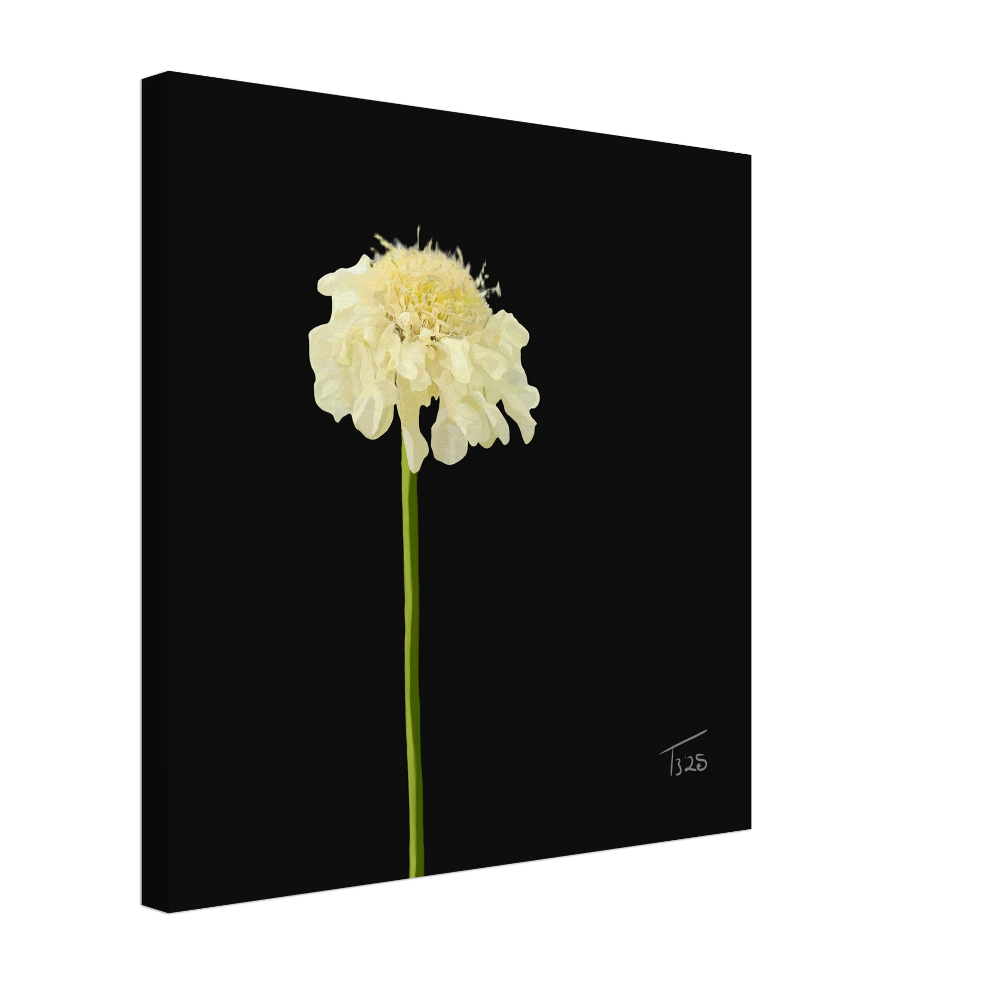 b-2025-bot-scabious- yellow