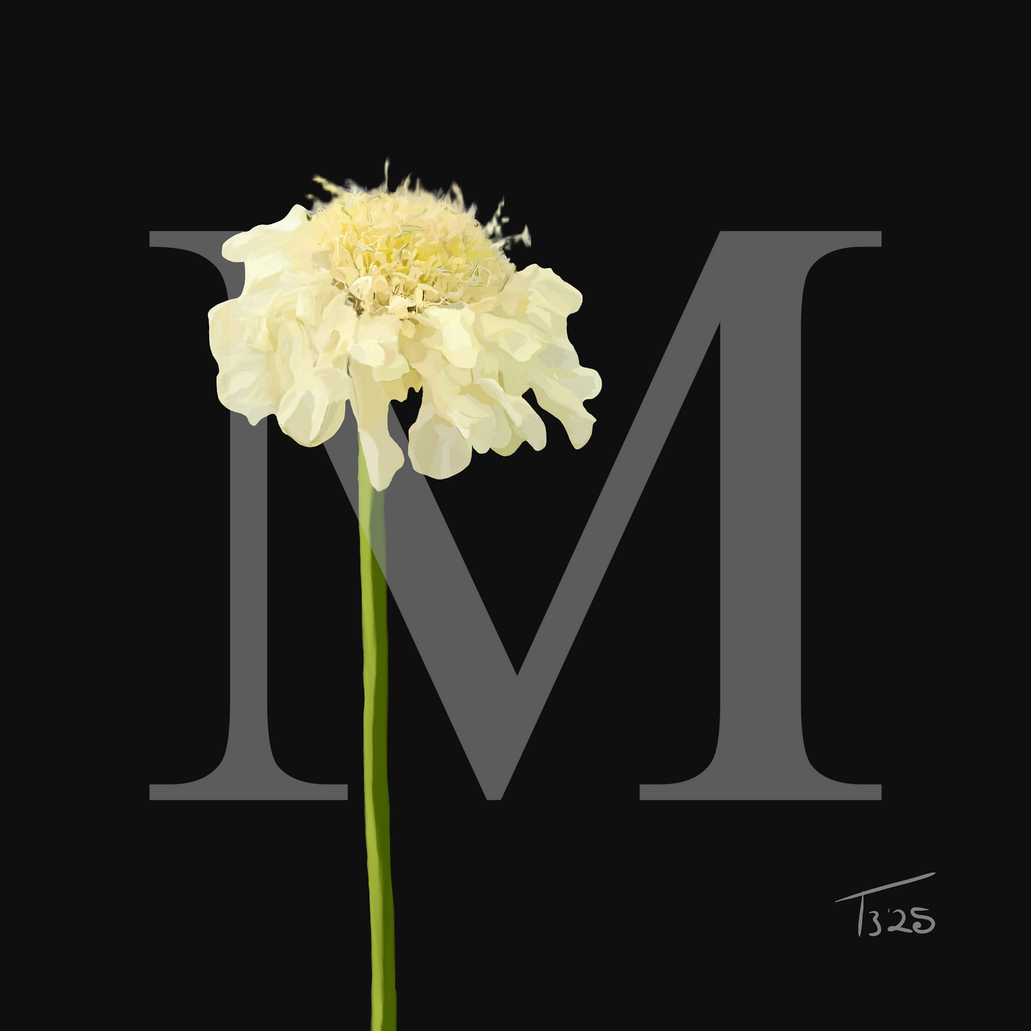 Creamy Yellow Scabious - Premium Square Canvas Art (50 x 50 cm)