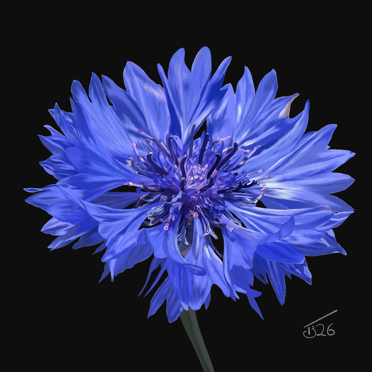 Blue Cornflower Botanical Canvas Print – Fine Art Floral Wall Decor by Tim Butler