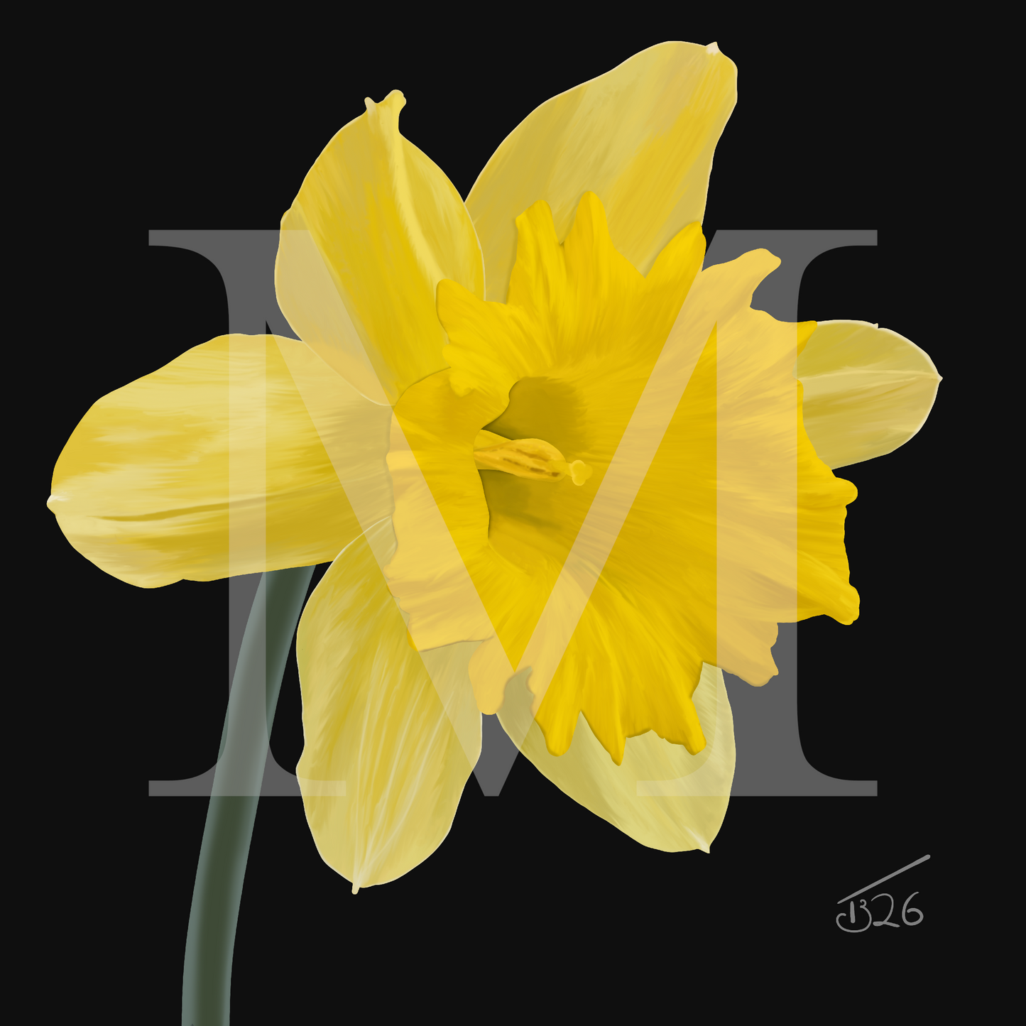 King Alfred Daffodil - Premium Square Canvas Art (50 x 50 cm)