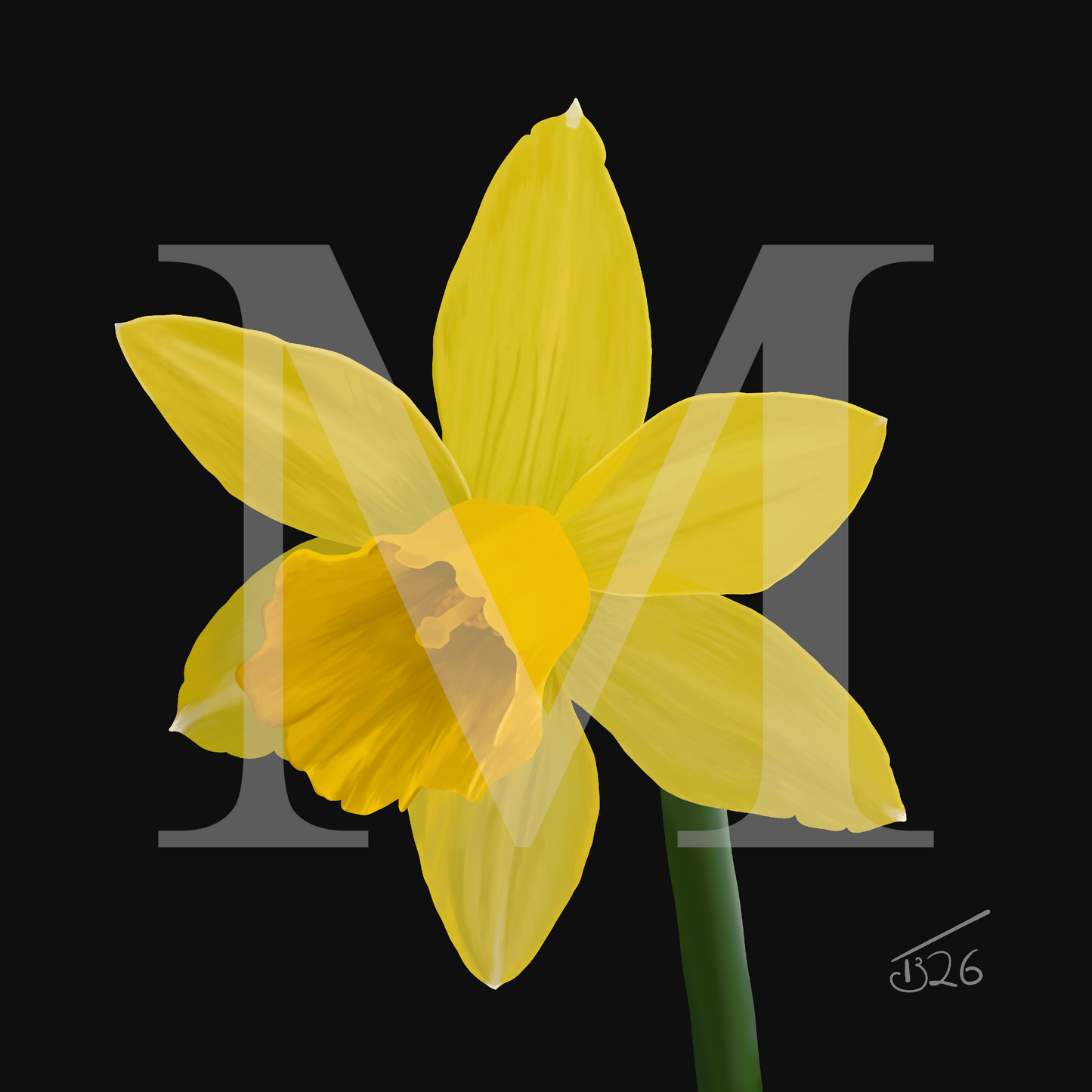 Narcissus 'Sweetness' Daffodil - Premium Square Canvas Art (50 x 50 cm)