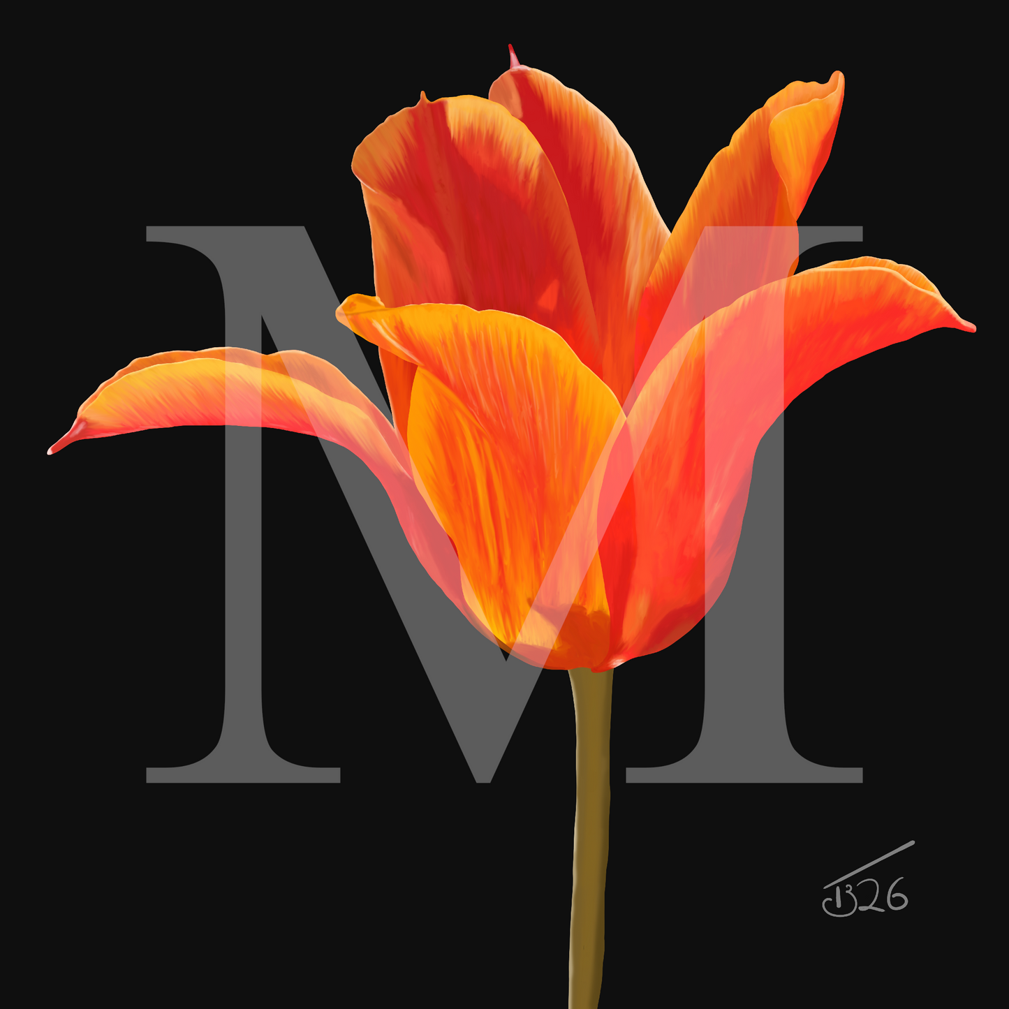 Ballerina Orange Lily-Flowered Tulip - Premium Square Canvas Art (50 x 50 cm)