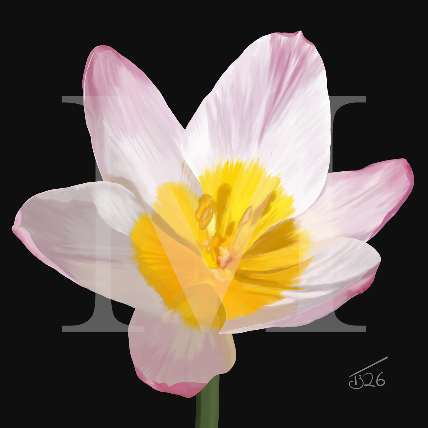 Lilac Wonder (Tulipa Saxatilis) - Premium Square Canvas Art (50 x 50 cm)