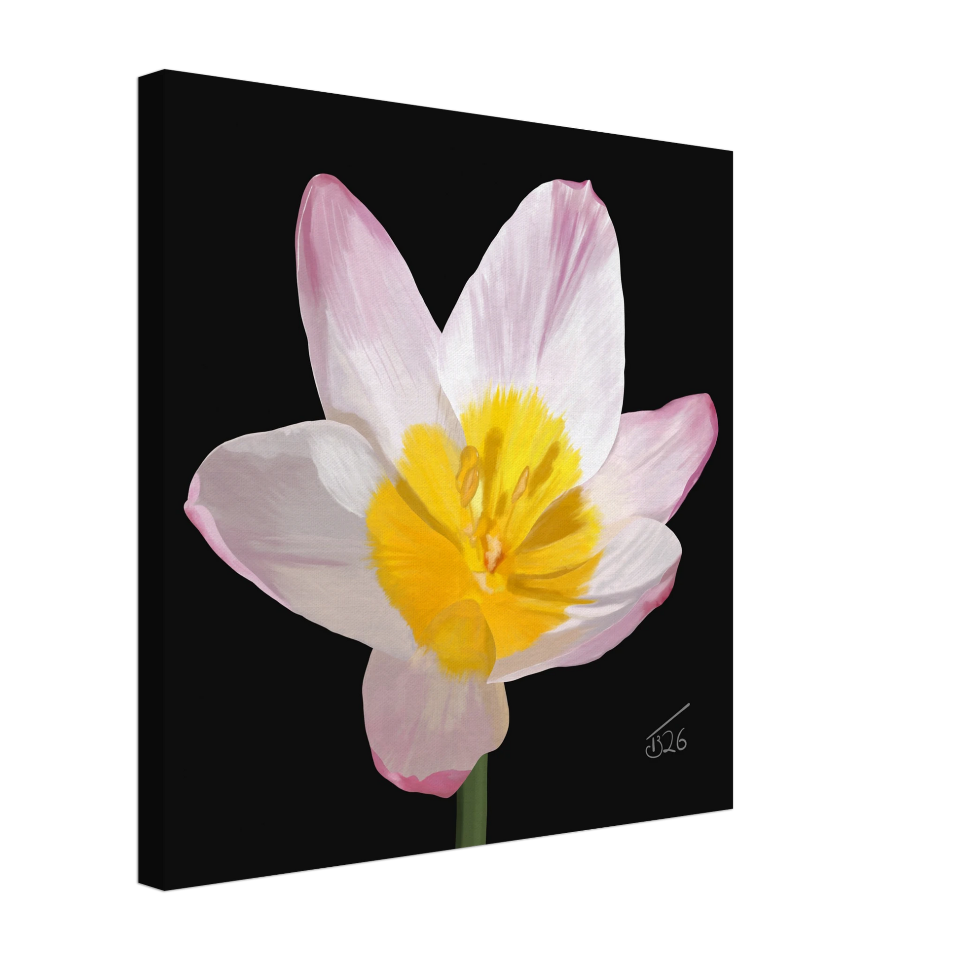 b-2026-bot-tulip-lilac-wonder-tulipa-saxatilis