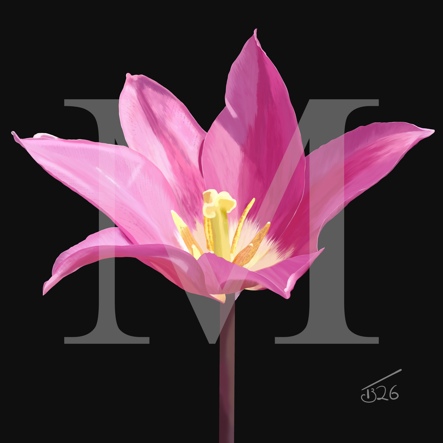 Purple Dream Lily-Flowered Tulip - Premium Square Canvas Art (50 x 50 cm)