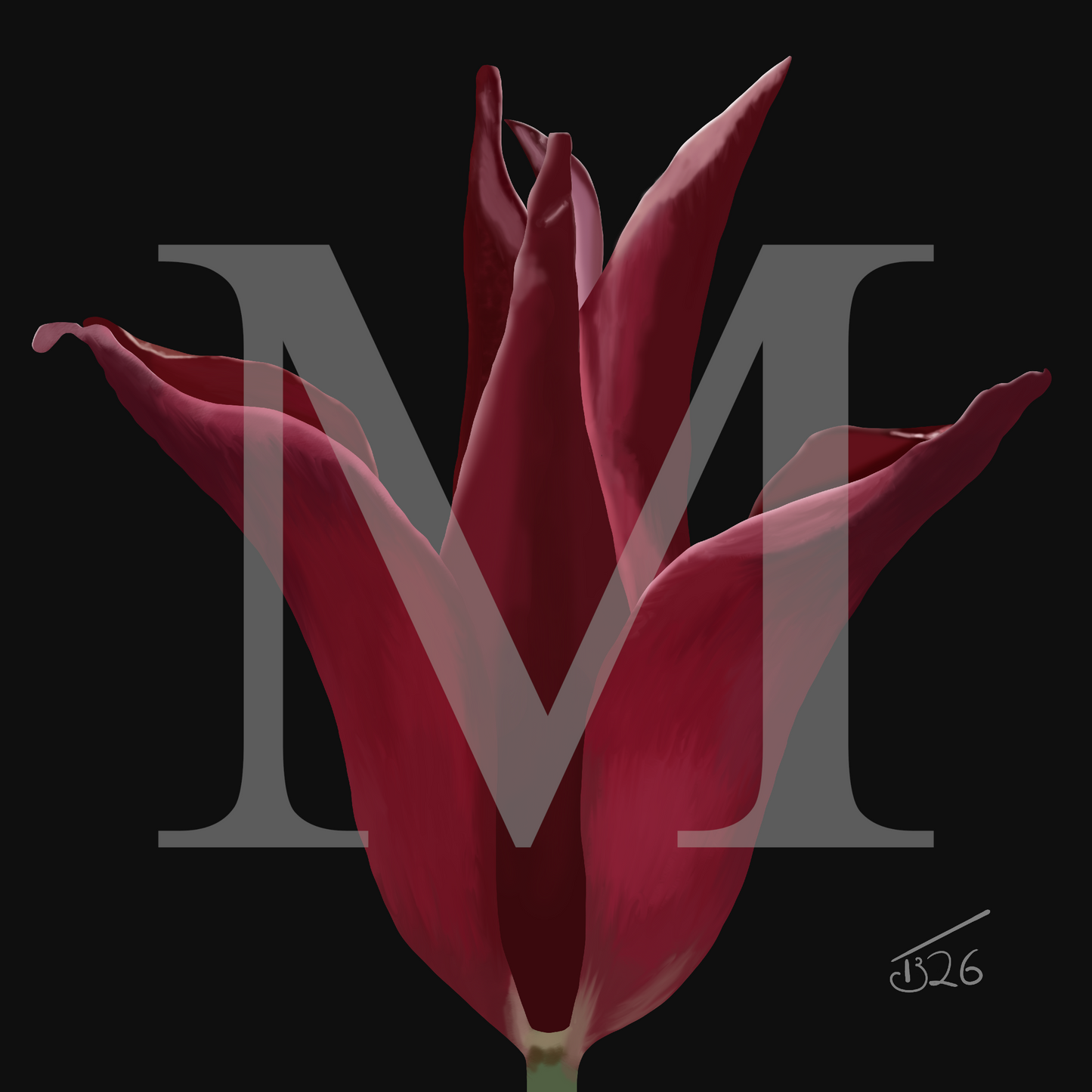 Sarah Raven Velvet Bloom Tulip - Premium Square Canvas Art (50 x 50 cm)