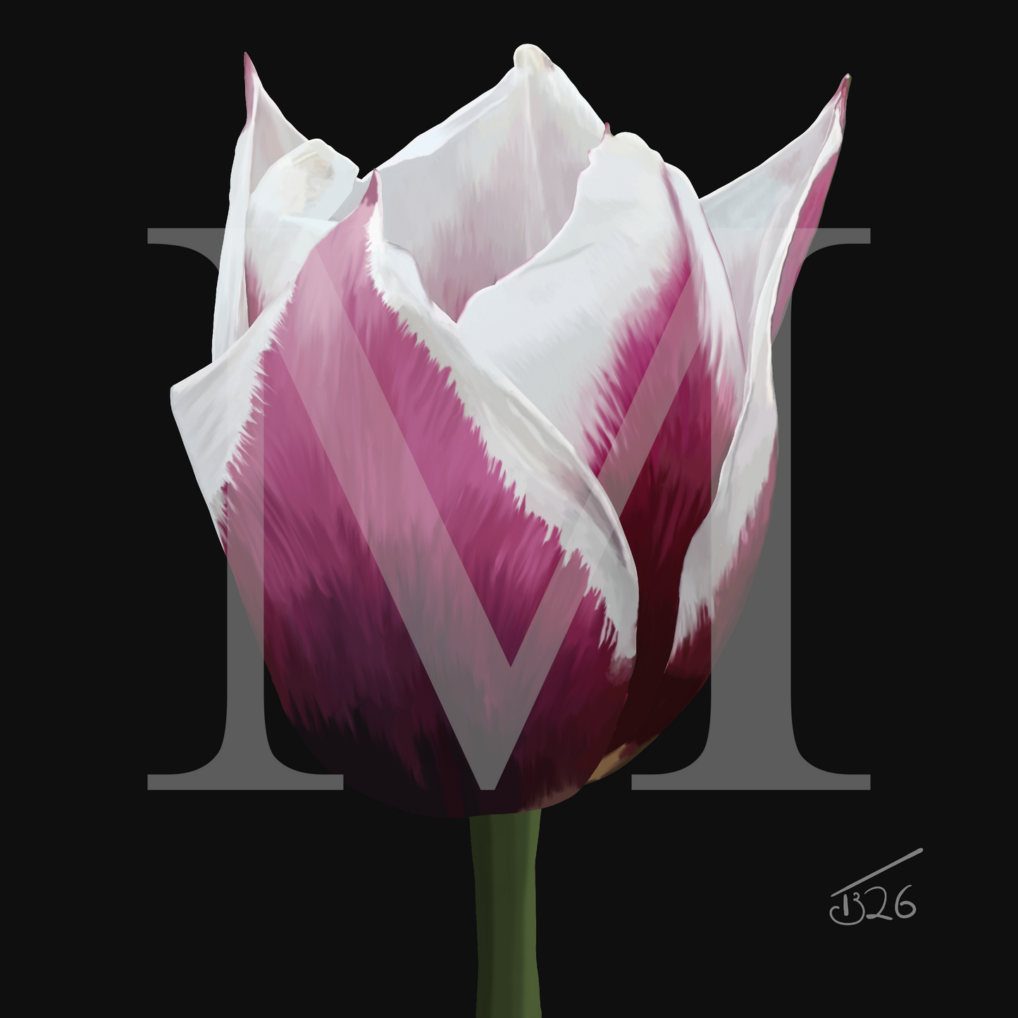 Spitsbergen Tulip Botanical Art - Premium Square Canvas Art (50 x 50 cm)