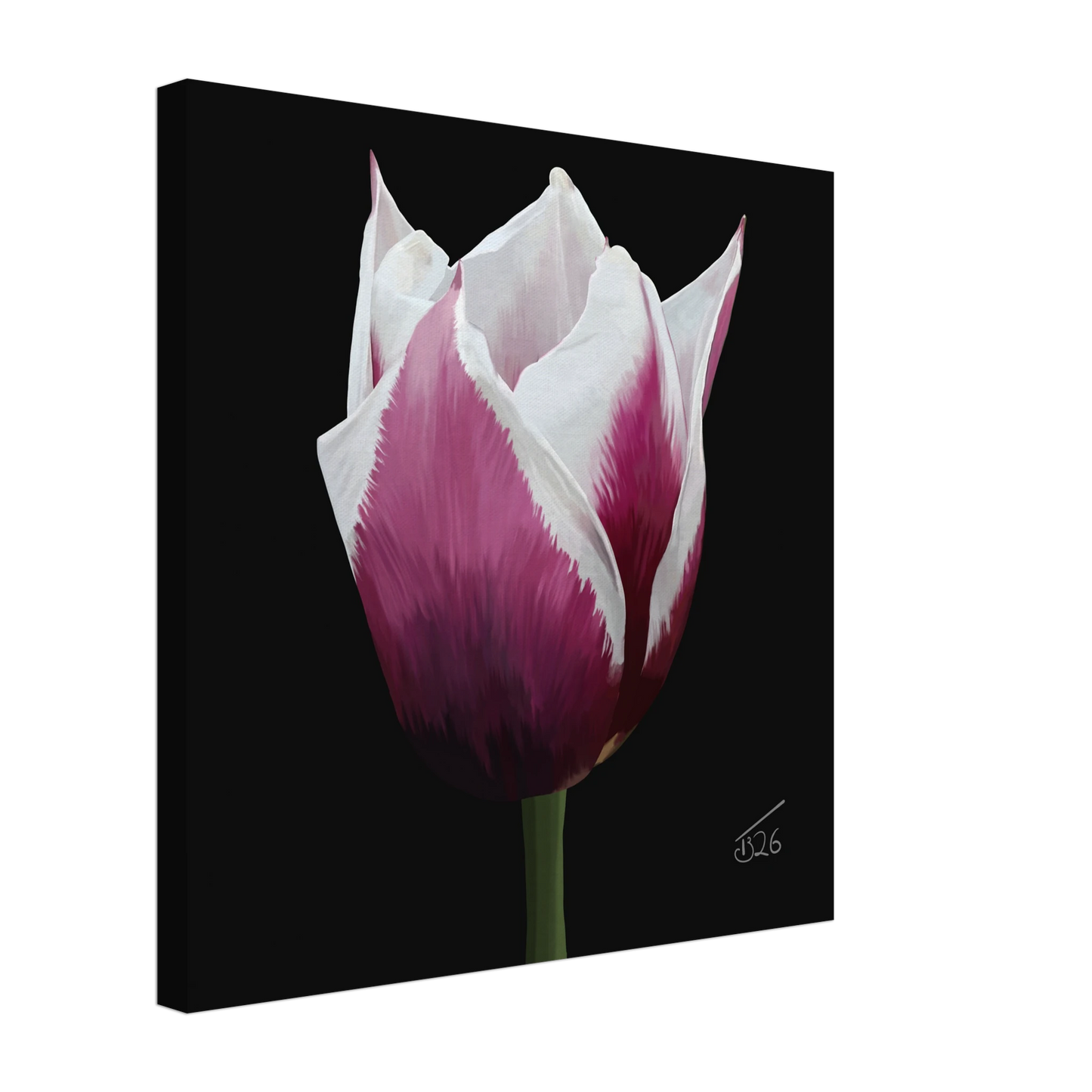 b-2026-bot-tulip-tulip-spitsbergen