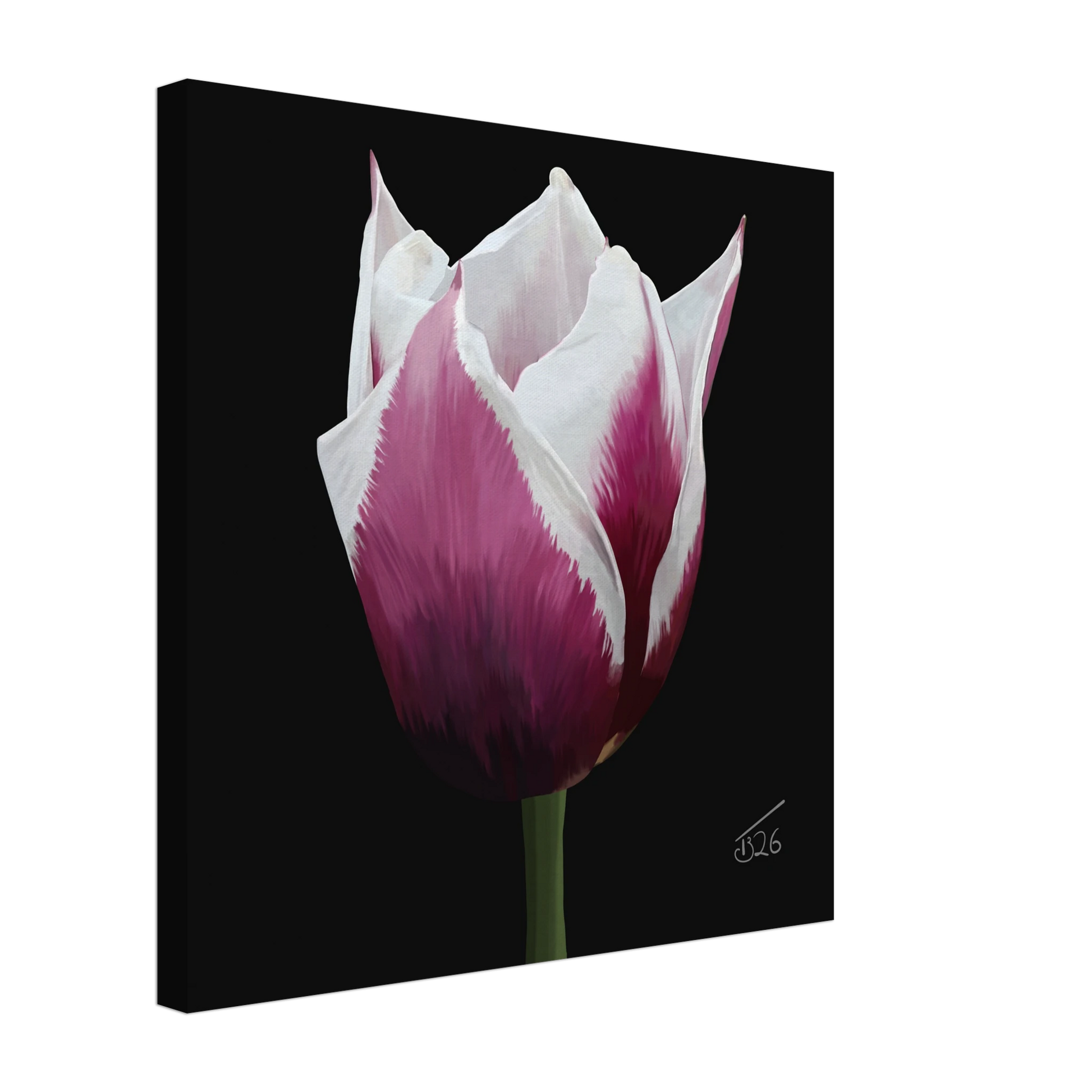 b-2026-bot-tulip-tulip-spitsbergen