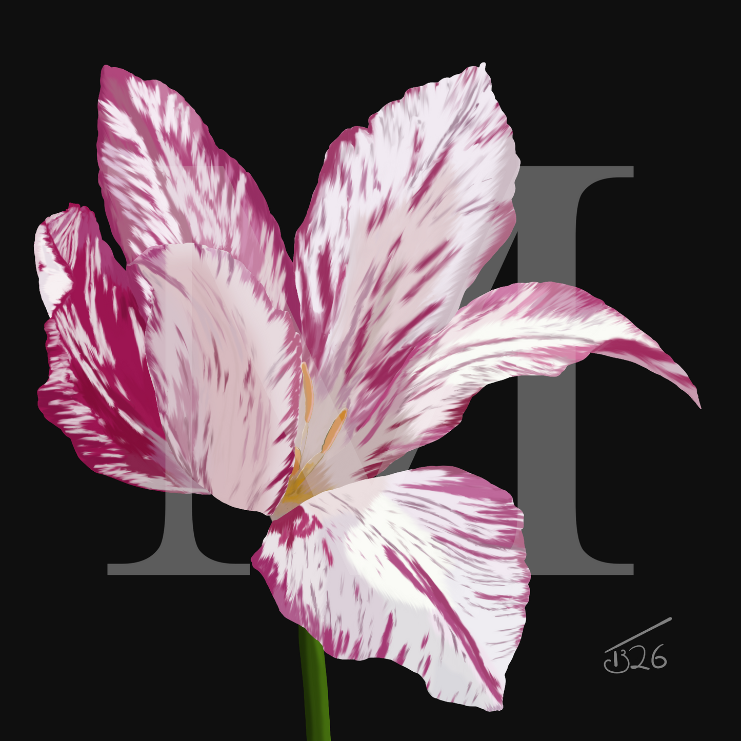 Variegated Purple & White Tulip - Premium Square Canvas Art (50 x 50 cm)