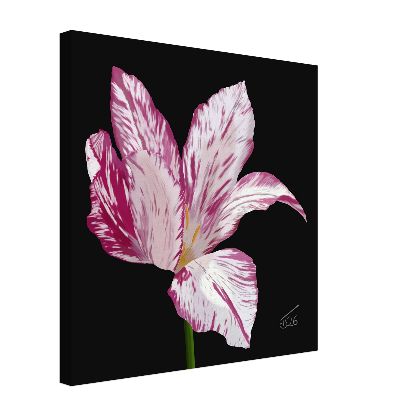 b-2026-bot-tulip-variegated-tulip-white-pink-purple