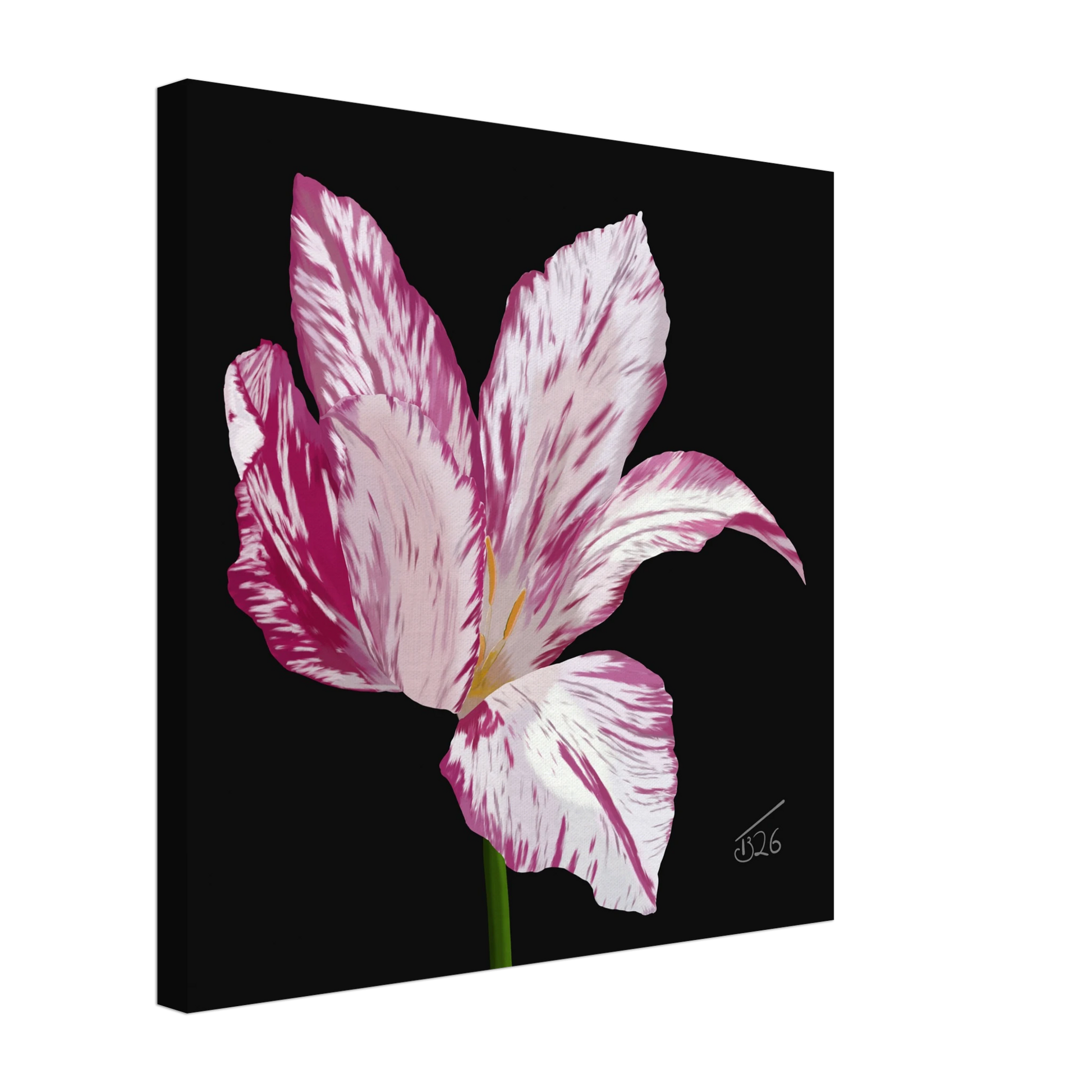 b-2026-bot-tulip-variegated-tulip-white-pink-purple