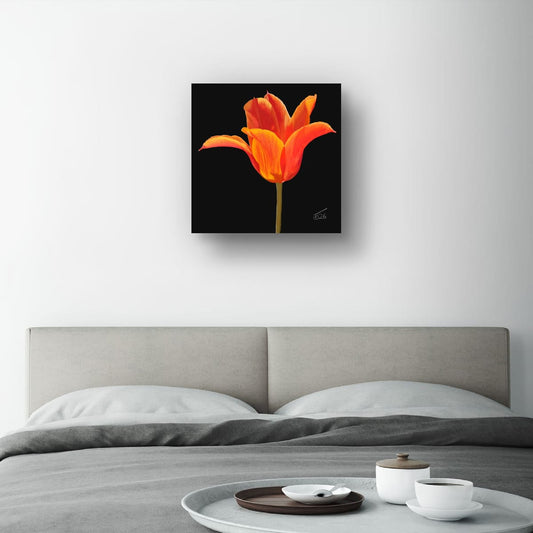 Ballerina Orange Lily-Flowered Tulip - Premium Square Canvas Art (50 x 50 cm)
