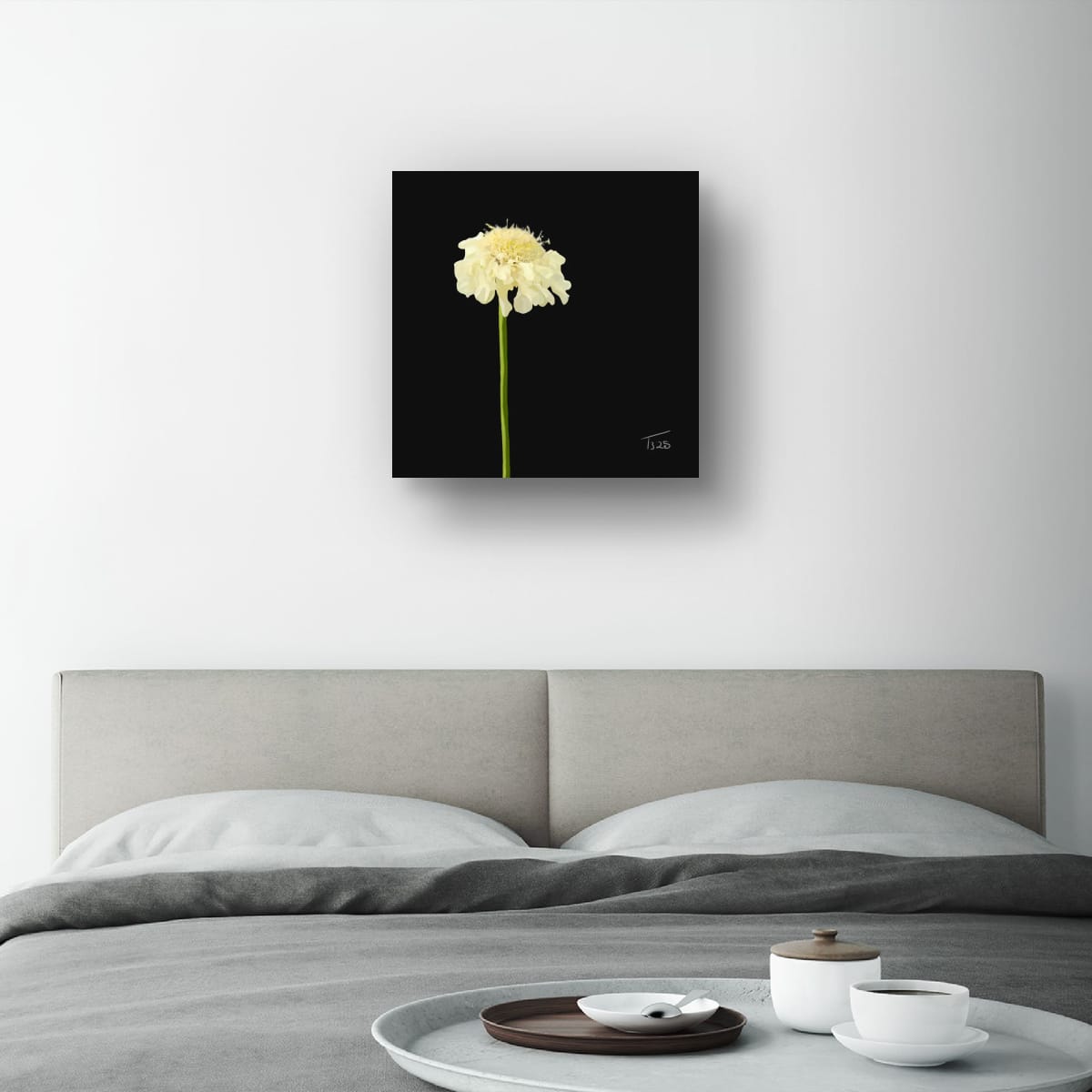 Creamy Yellow Scabious - Premium Square Canvas Art (50 x 50 cm)