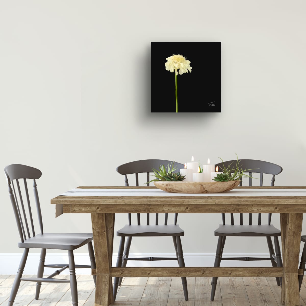 Creamy Yellow Scabious - Premium Square Canvas Art (50 x 50 cm)