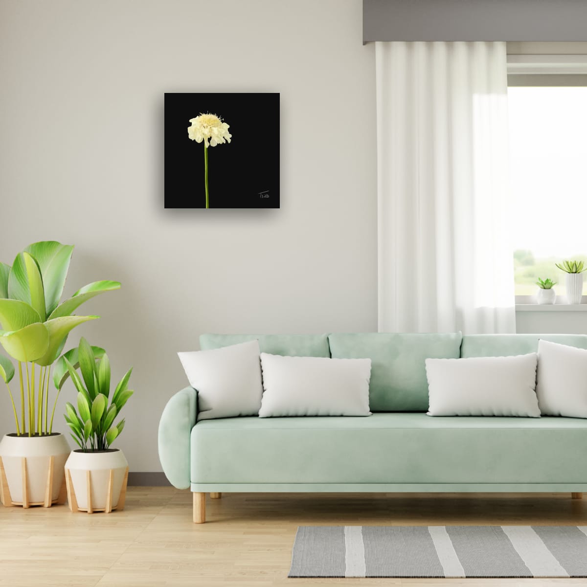 Creamy Yellow Scabious - Premium Square Canvas Art (50 x 50 cm)