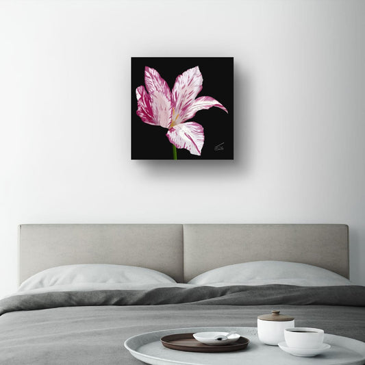 Variegated Purple & White Tulip - Premium Square Canvas Art (50 x 50 cm)