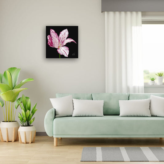 Variegated Purple & White Tulip - Premium Square Canvas Art (50 x 50 cm)
