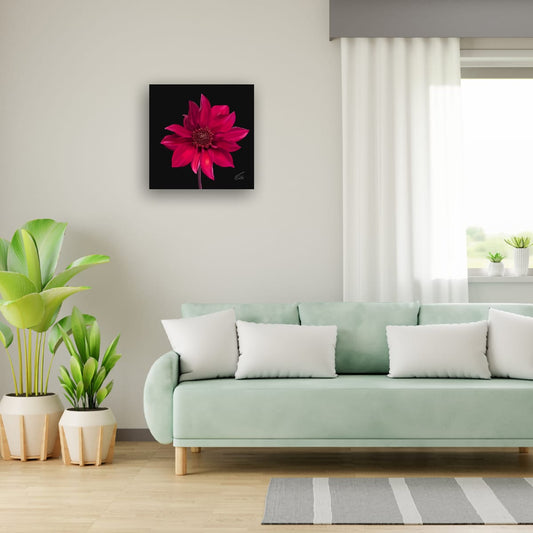 Red Dahlia Premium Canvas Art Print – Botanical Noir & White Editions (50 x 50 cm)