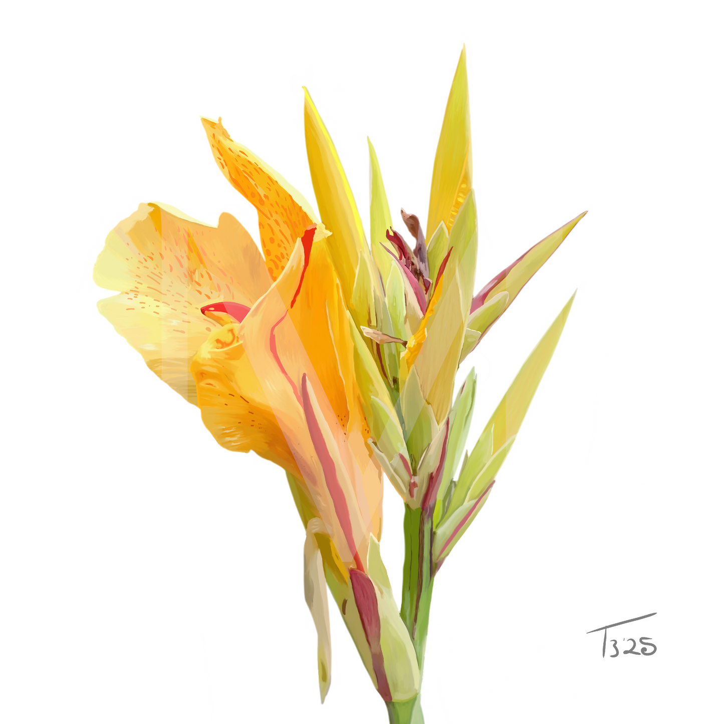 Yellow King Humbert Canna Lily – Botanical Floral Canvas Print (50cm x 50cm)
