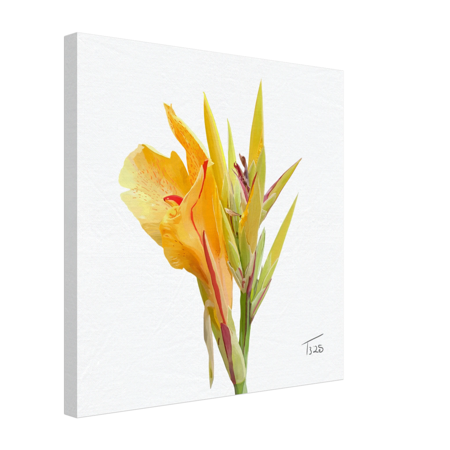 w-2025-bot-canna-yellow-king-humbert