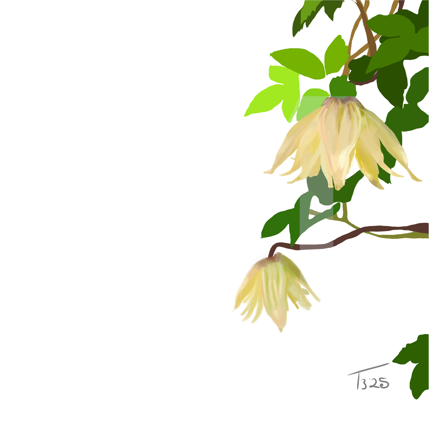 Golden Clematis Tangutica Botanical Canvas Print – White & Noir Editions (50 x 50 cm)
