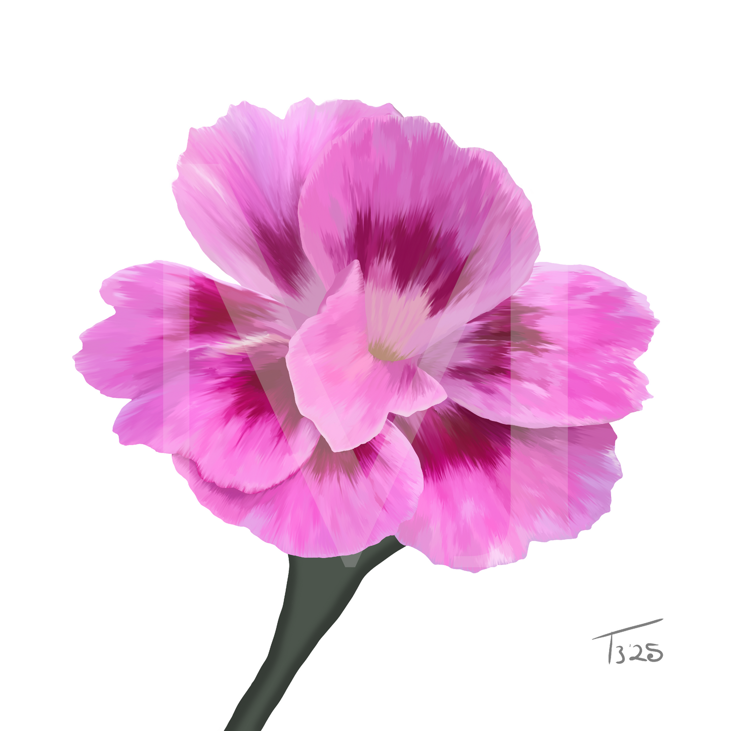 Dianthus Oscar Purple Star - Premium Square Canvas Art (50 x 50 cm)