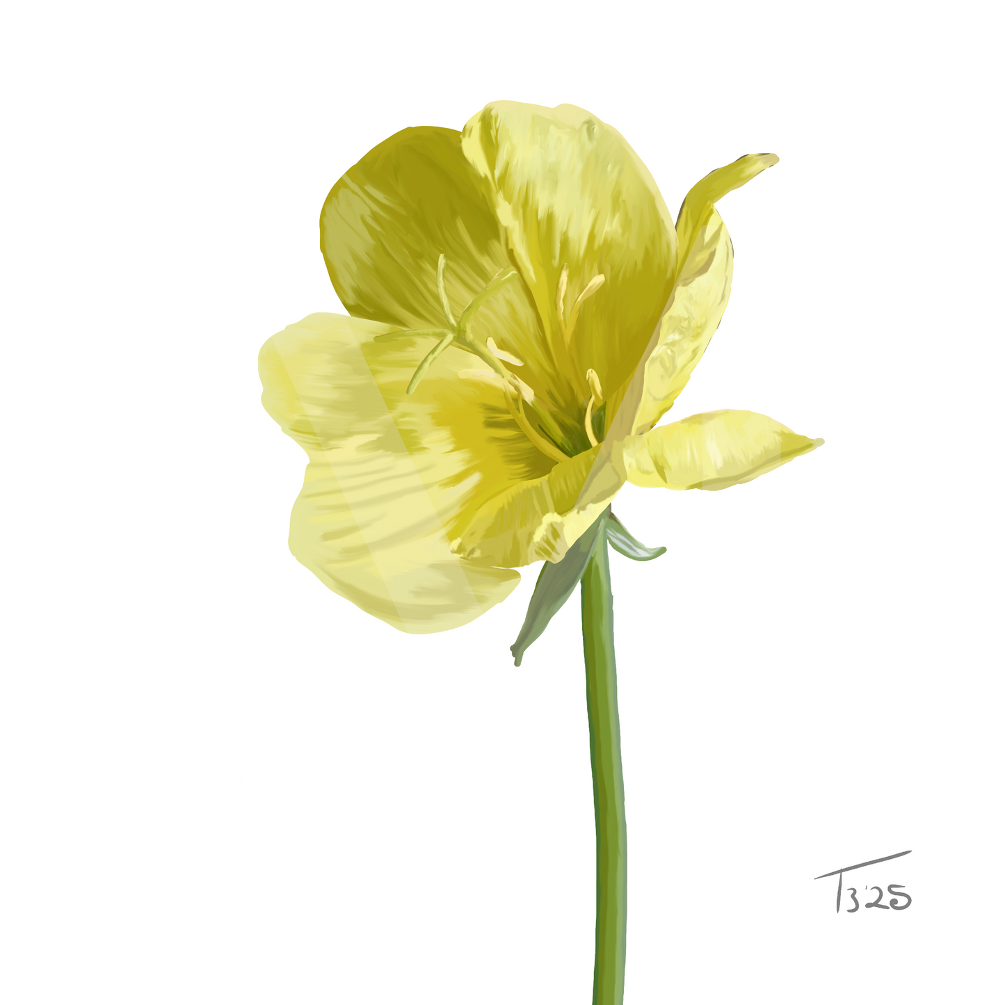 Evening Primrose Yellow - Premium Square Canvas Art (50 x 50 cm)