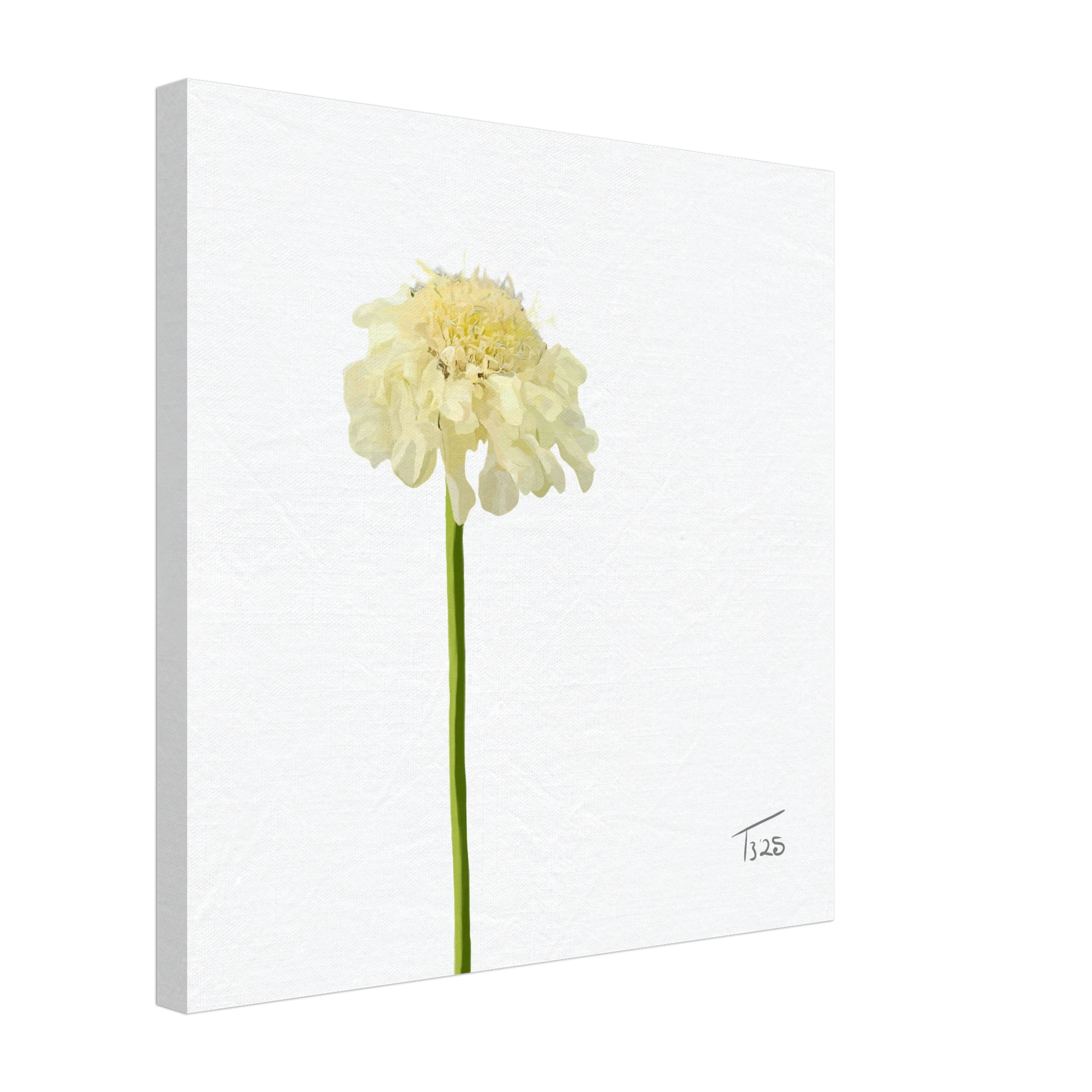 w-2025-bot-scabious- yellow