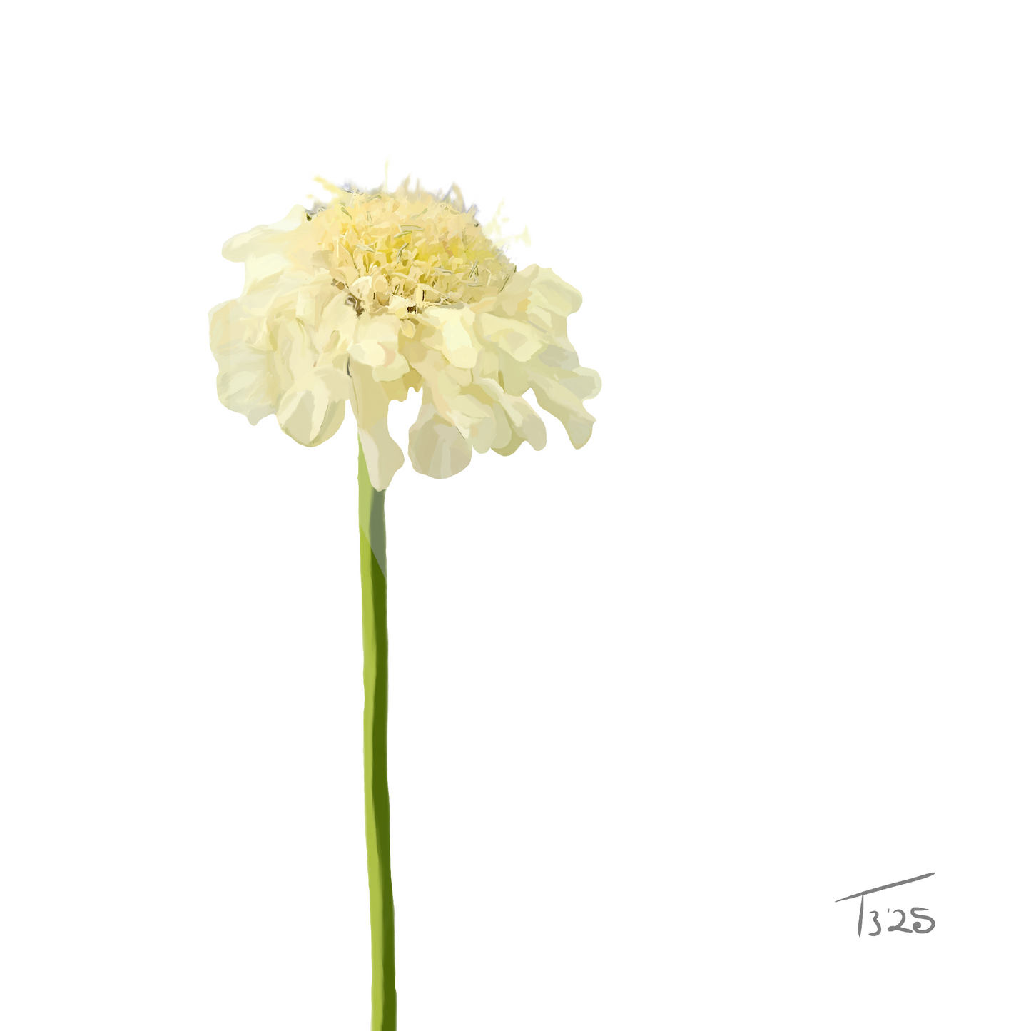 Creamy Yellow Scabious - Premium Square Canvas Art (50 x 50 cm)
