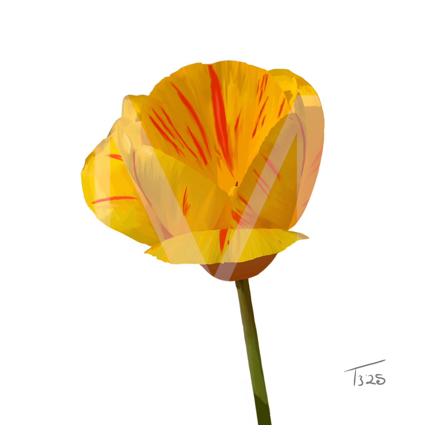 "Golden Flame" Tiger Tulip - Premium Square Canvas Art (50 x 50 cm