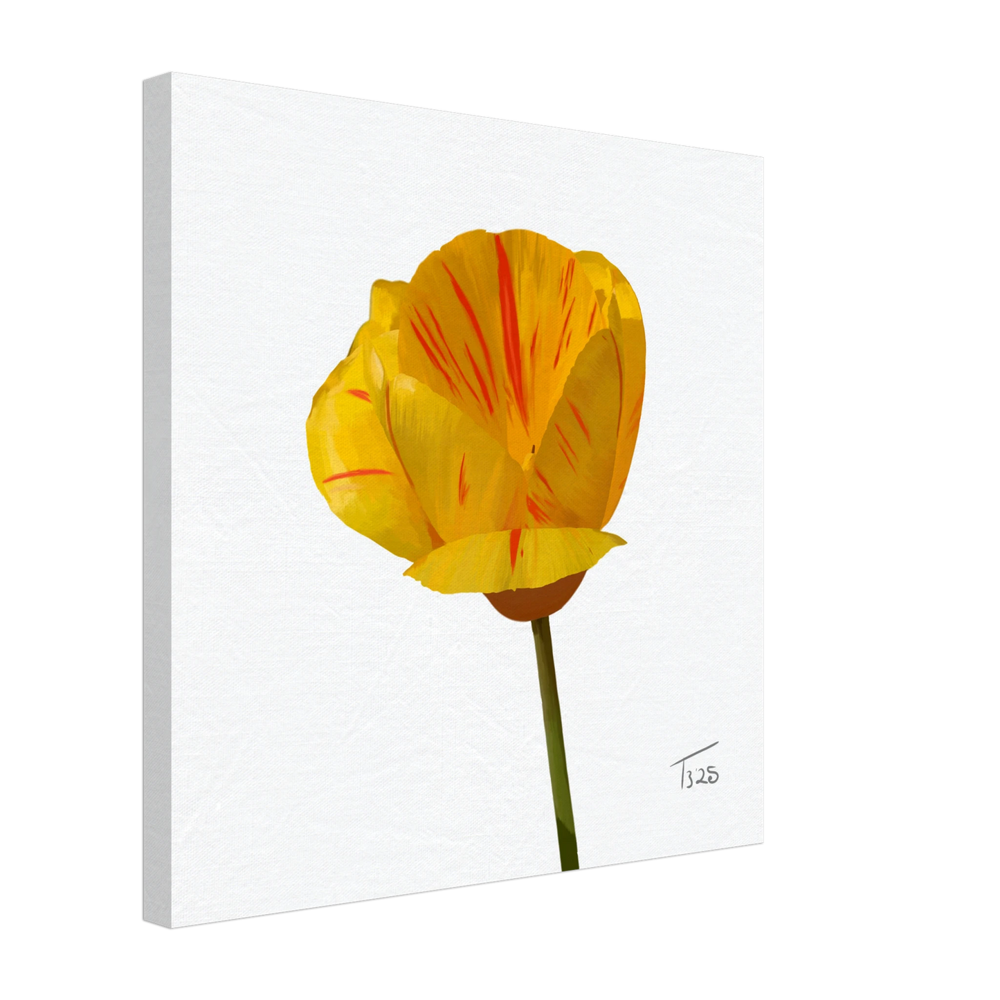 w-2025-bot-tulip-tiger-tulip-yellow