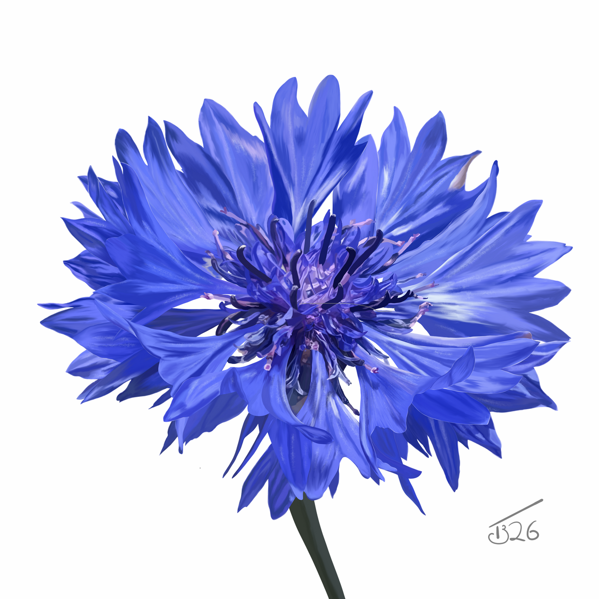 Blue Cornflower Botanical Canvas Print – Fine Art Floral Wall Decor by Tim Butler