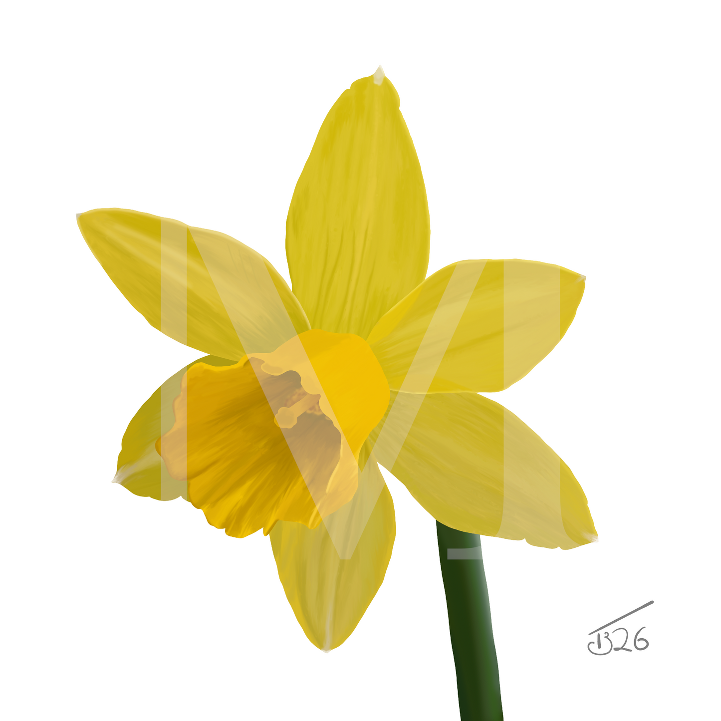 Narcissus 'Sweetness' Daffodil - Premium Square Canvas Art (50 x 50 cm)