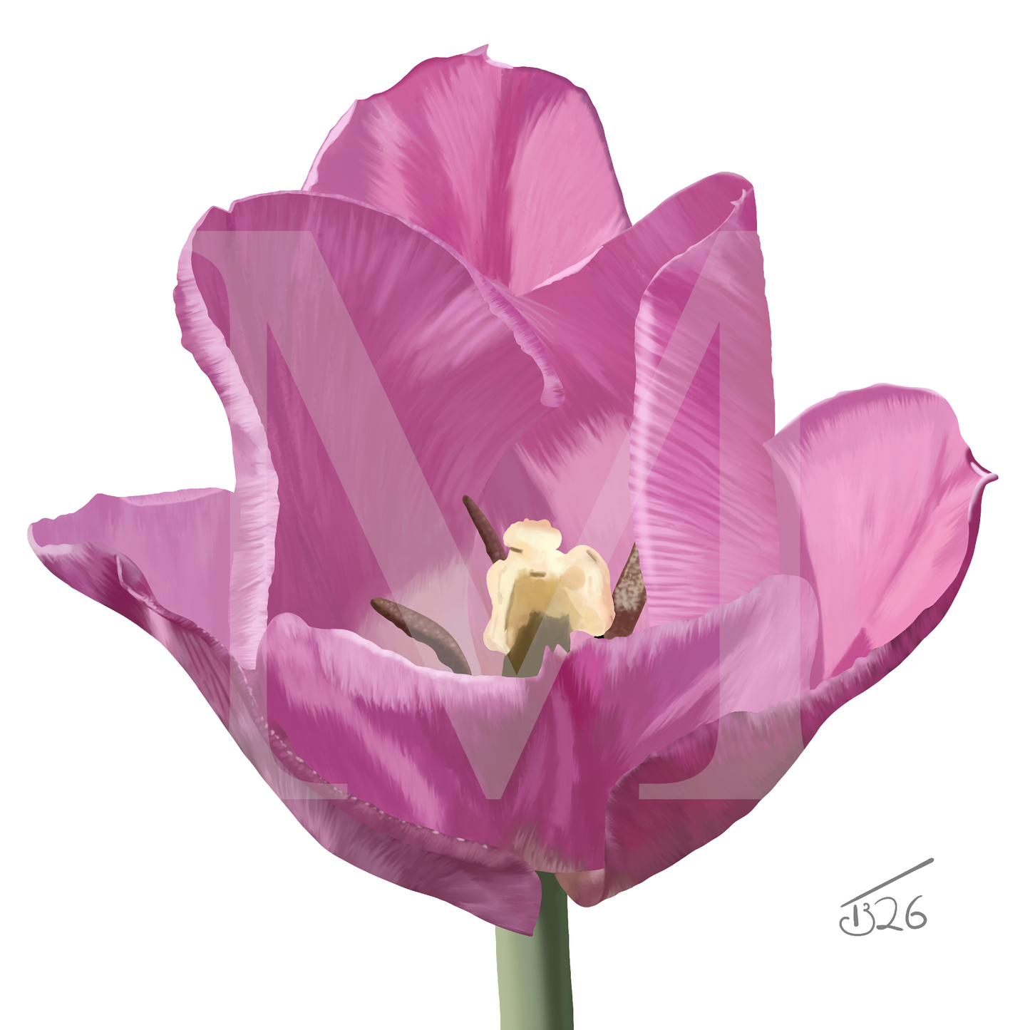 Alibi Lilac Tulip – Premium Square Botanical Canvas Art (50 x 50 cm)