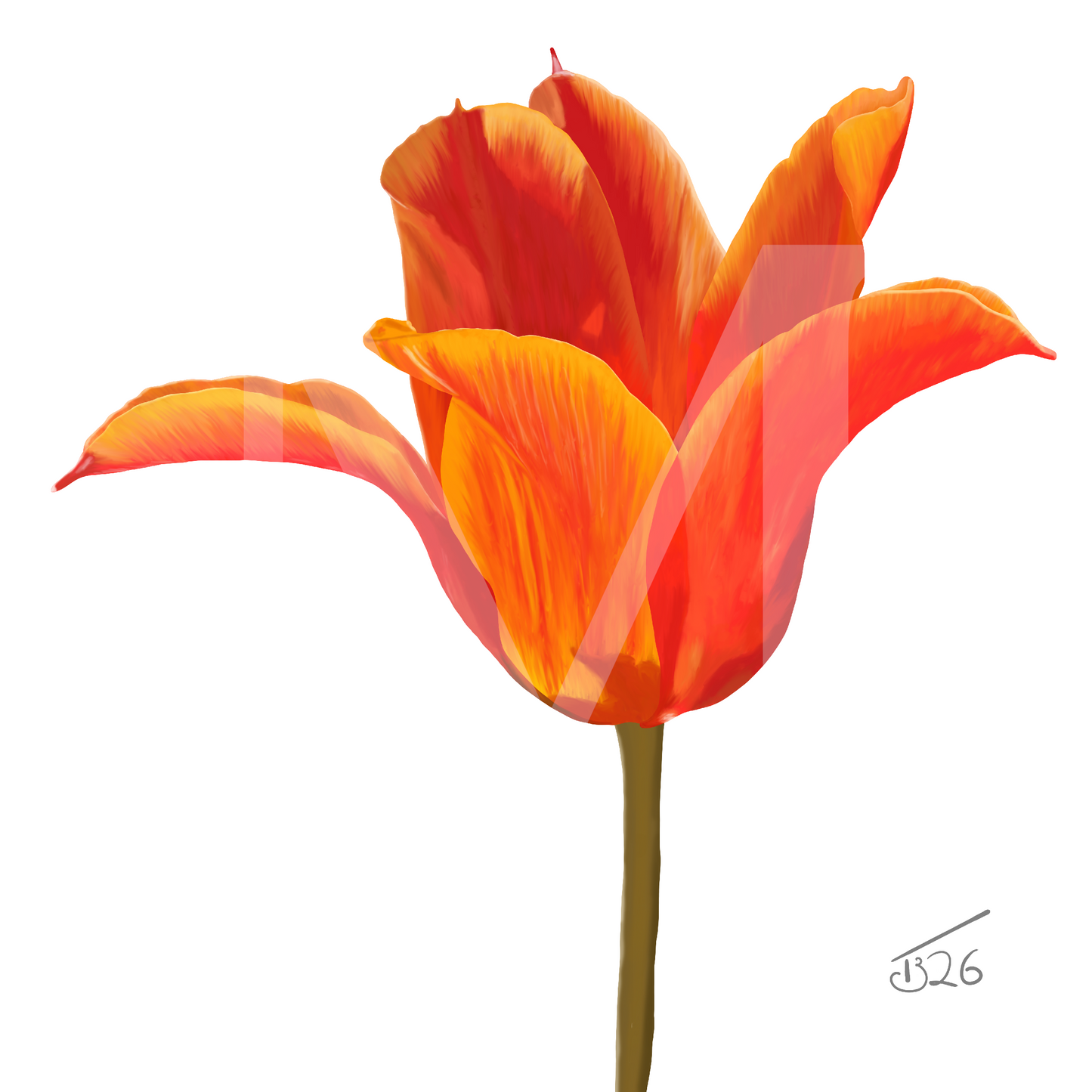 Ballerina Orange Lily-Flowered Tulip - Premium Square Canvas Art (50 x 50 cm)